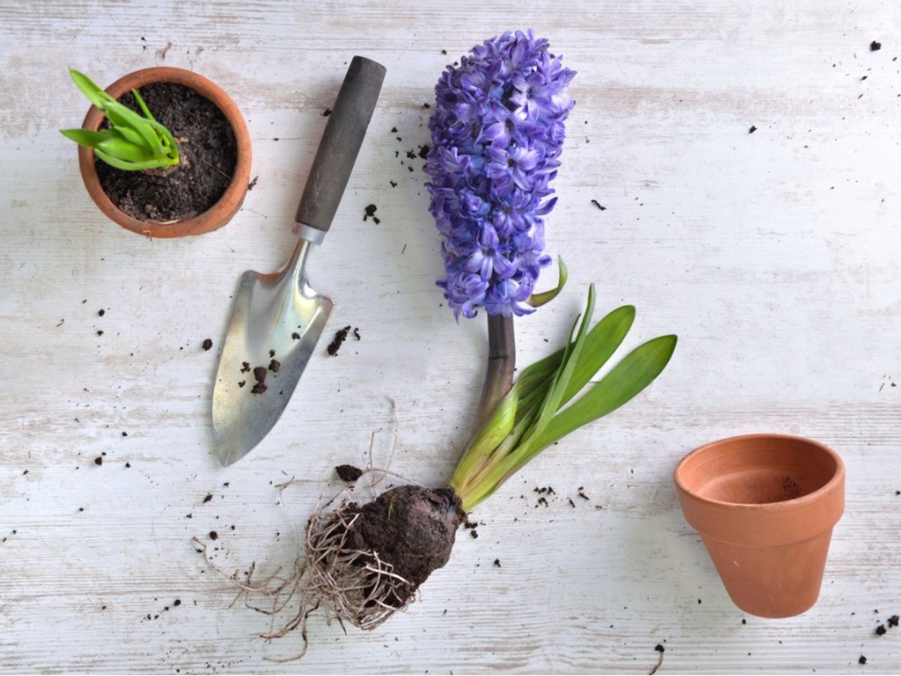 Garden Shovel And Plant Bulb Next To Pot