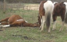 Harvest-Ride-RSPCA-dead-mare.jpg