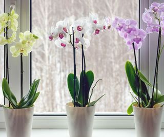 moth orchid grouping growing by window