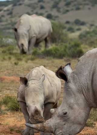 South Africa safari