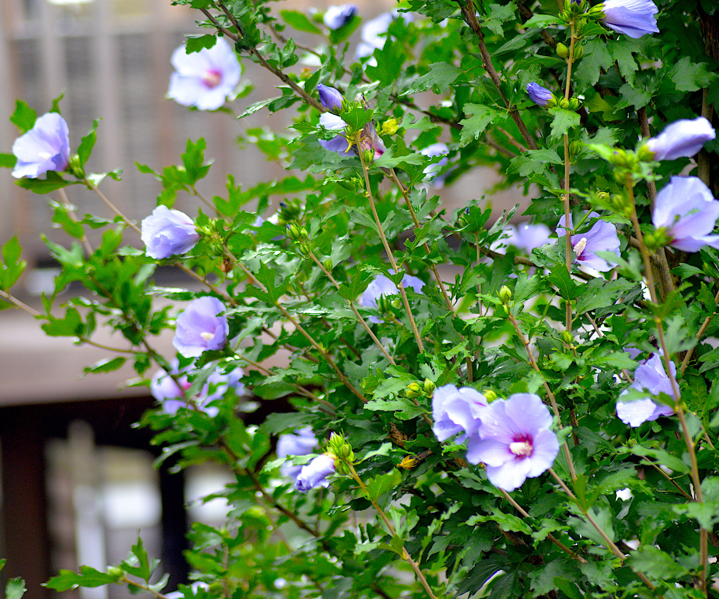 A Rose of Sharon shrub with lilac flowers