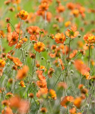 'Totally Tangerine' geum flowers