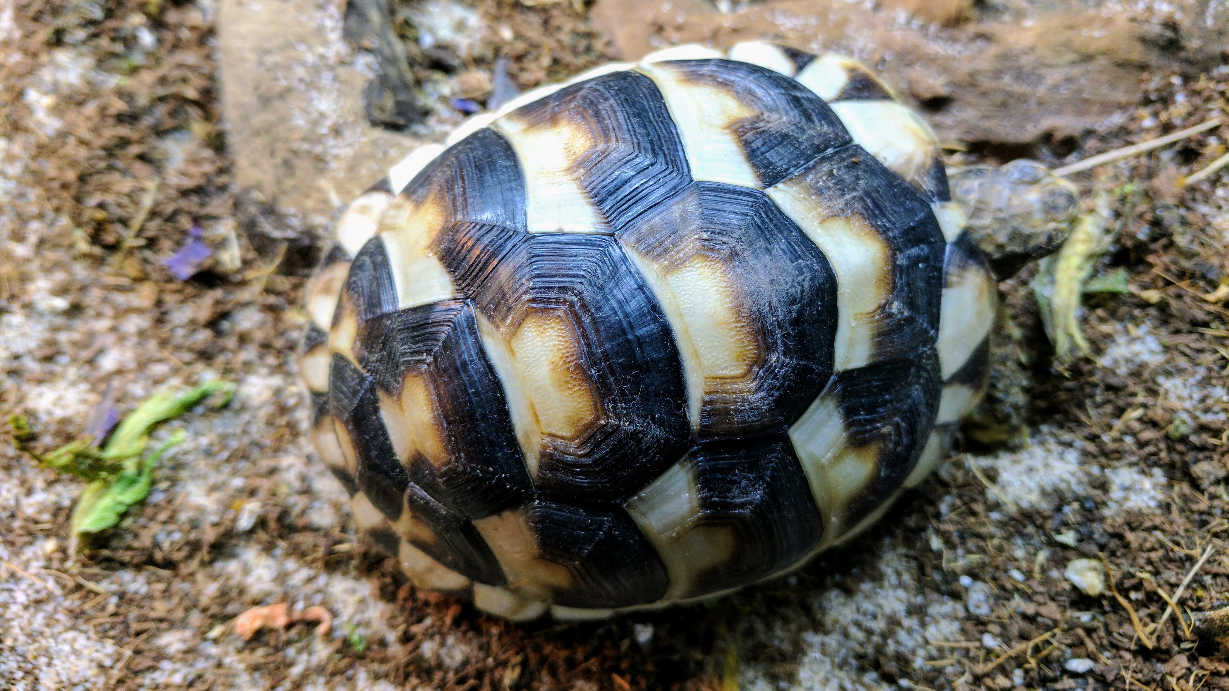A baby tortoise