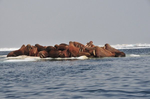 Walruses Resting on Melting Arctic Sea Ice