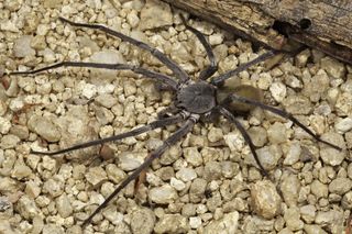 A male Sierra Cacachila wandering spider. This species is found in natural grottos and abandoned mine shafts, where it hunts by running down prey.