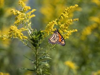 A monarch butterfly perched on a goldenrod flower