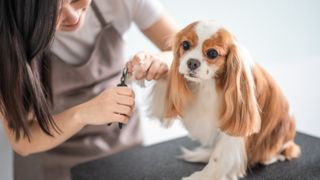 a small, long-eared dog sits calmly while their nails are trimmed