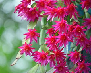 Easter cactus flowers