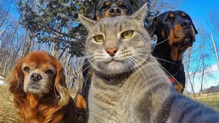 Animals posing for a selfie