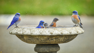 Five birds sitting in a bird bath