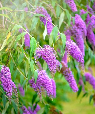purple flowers of buddleja
