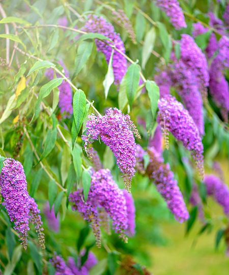 purple flowers of buddleja