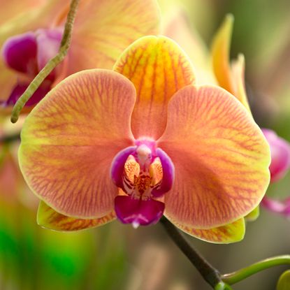orange orchid flower