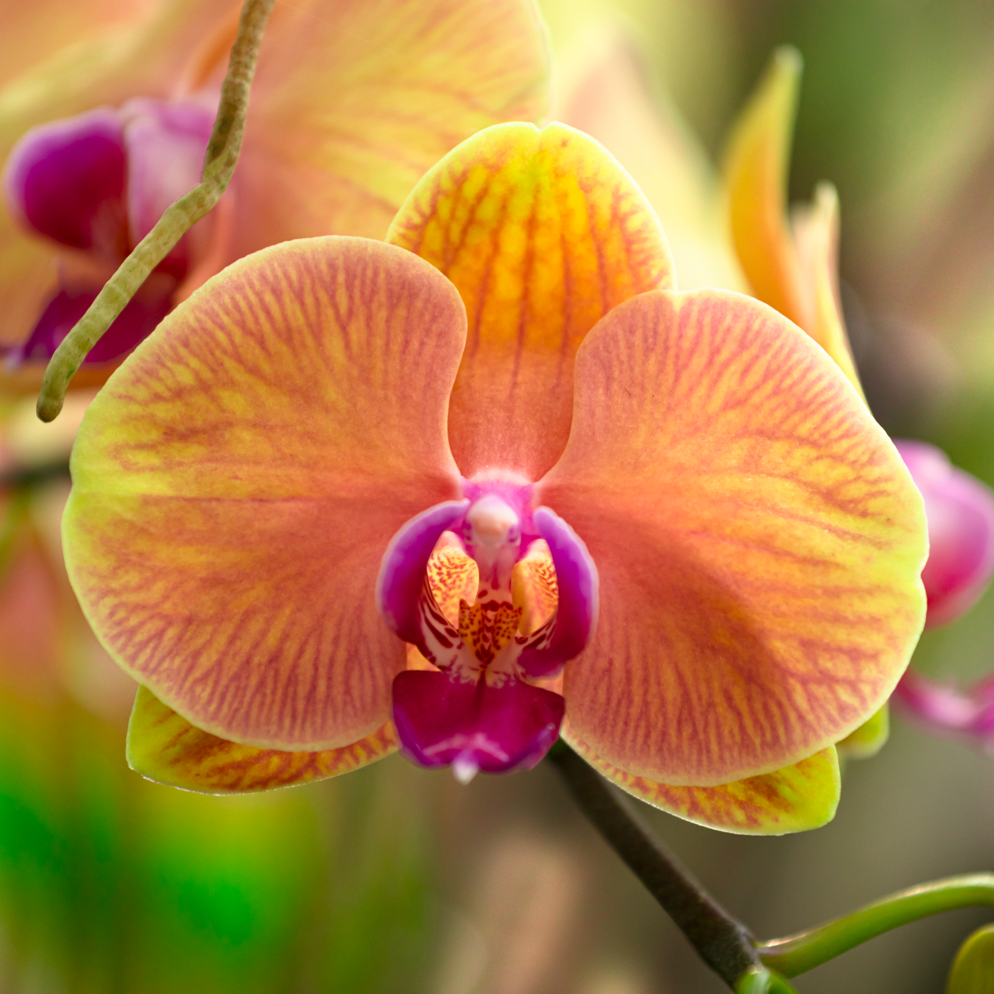 orange orchid flower