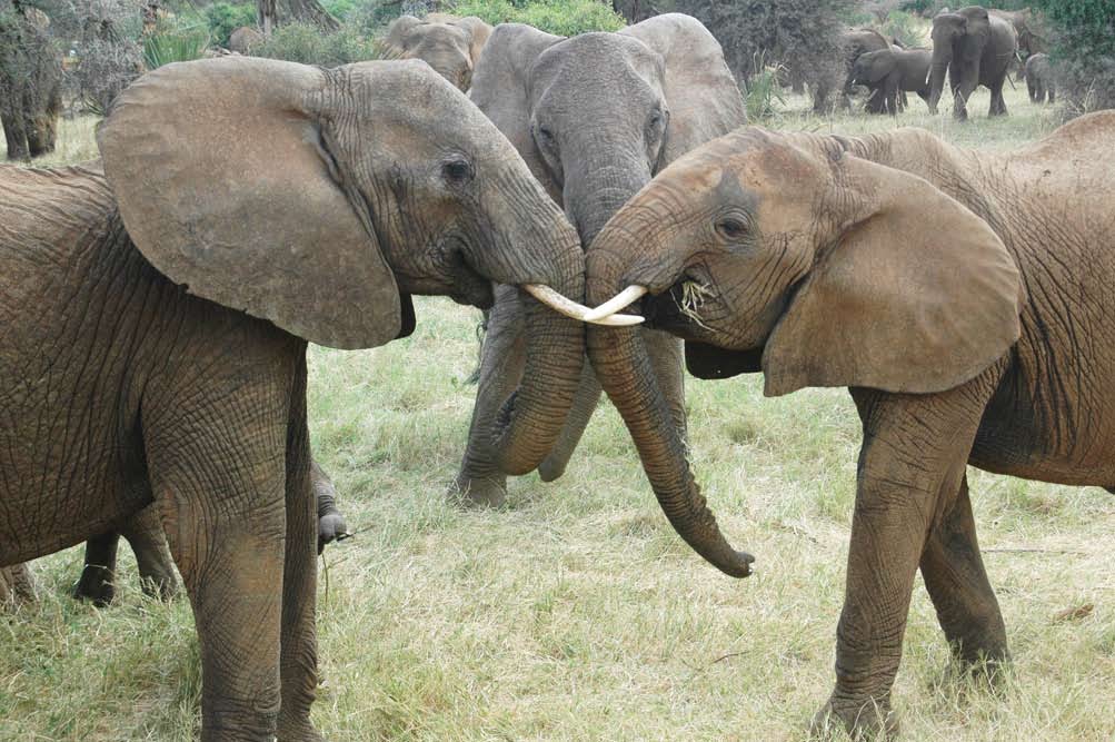 Watch a rare pink albino elephant baby playing by a waterhole in adorable  footage