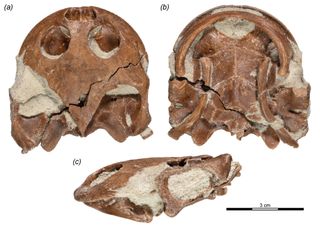 Fossil of Sahonachelys mailakavava, showing the preserved skull parts.
