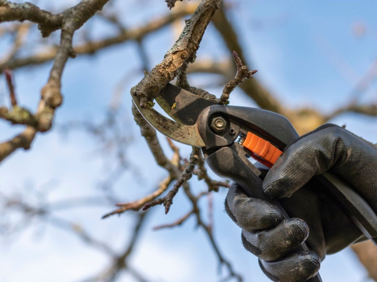 Pruning Of Tree Branches