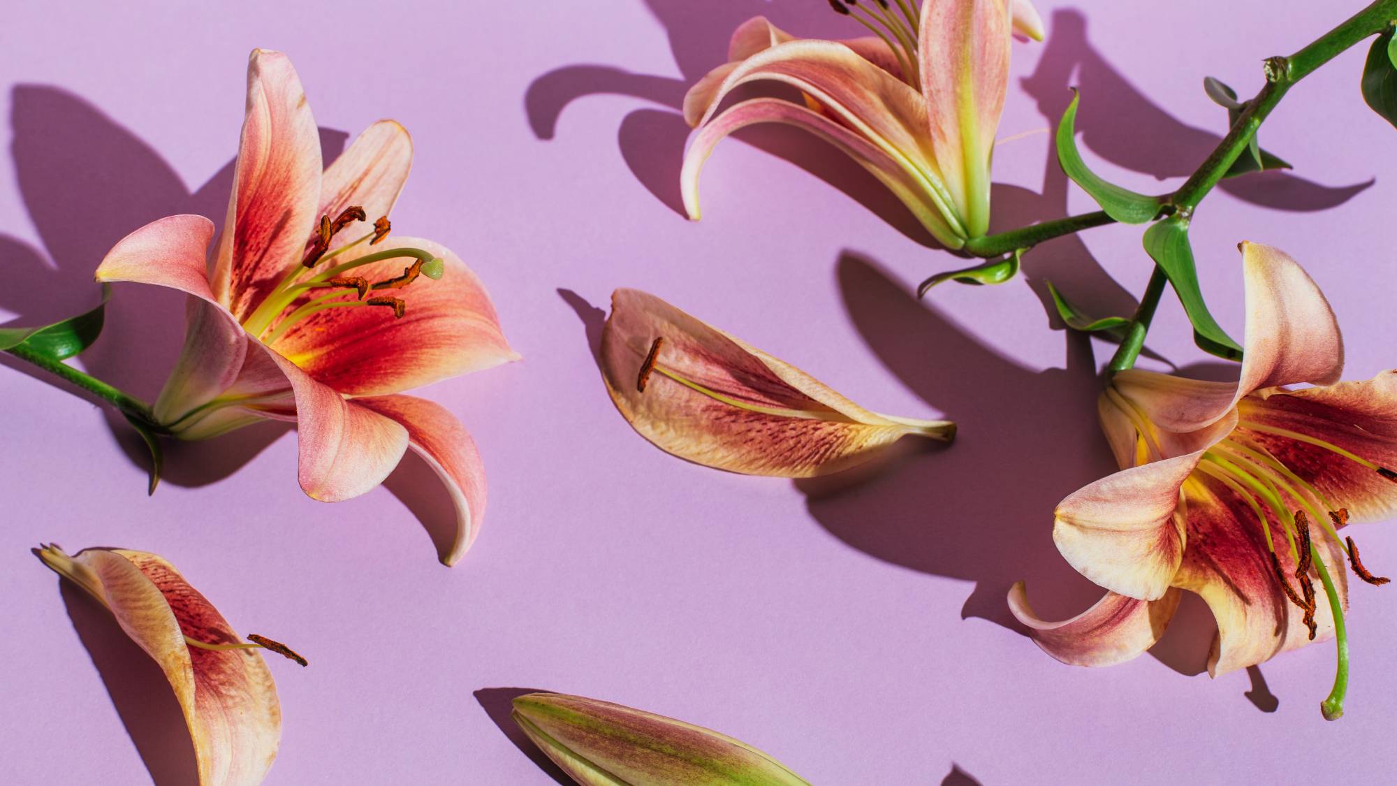 Parts of lilies on purple background