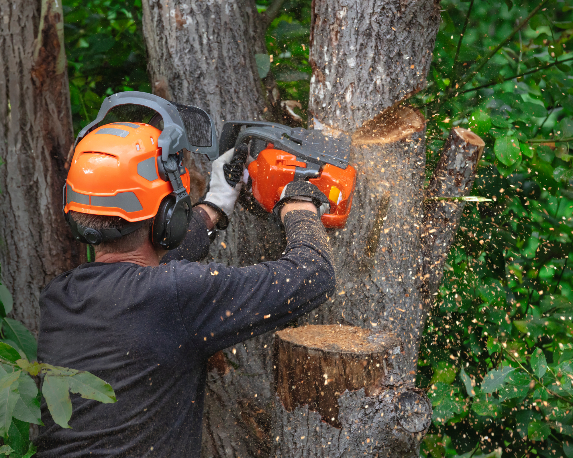 man using chainsaw to cut down tree