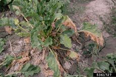 Fusarium Wilt On Plants