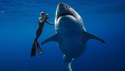 Divers swim with Deep Blue, the world’s largest great white shark