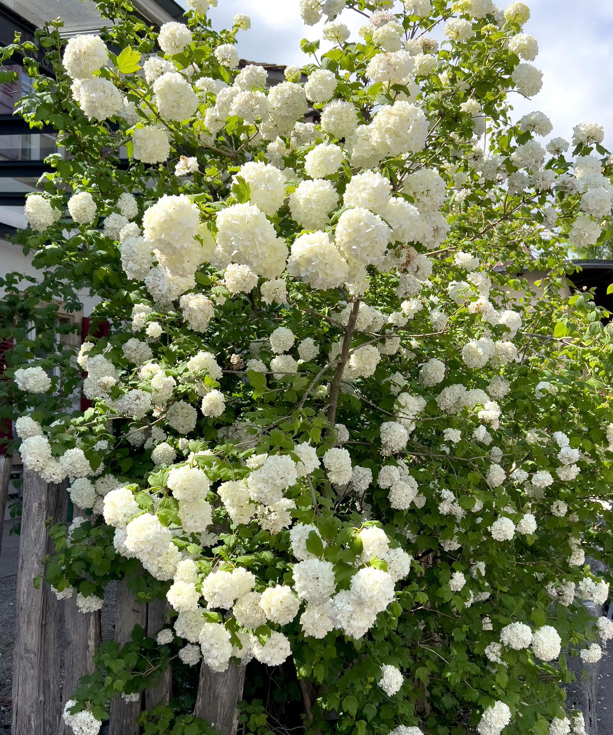snowball viburnum shrub leaning on garden trellis