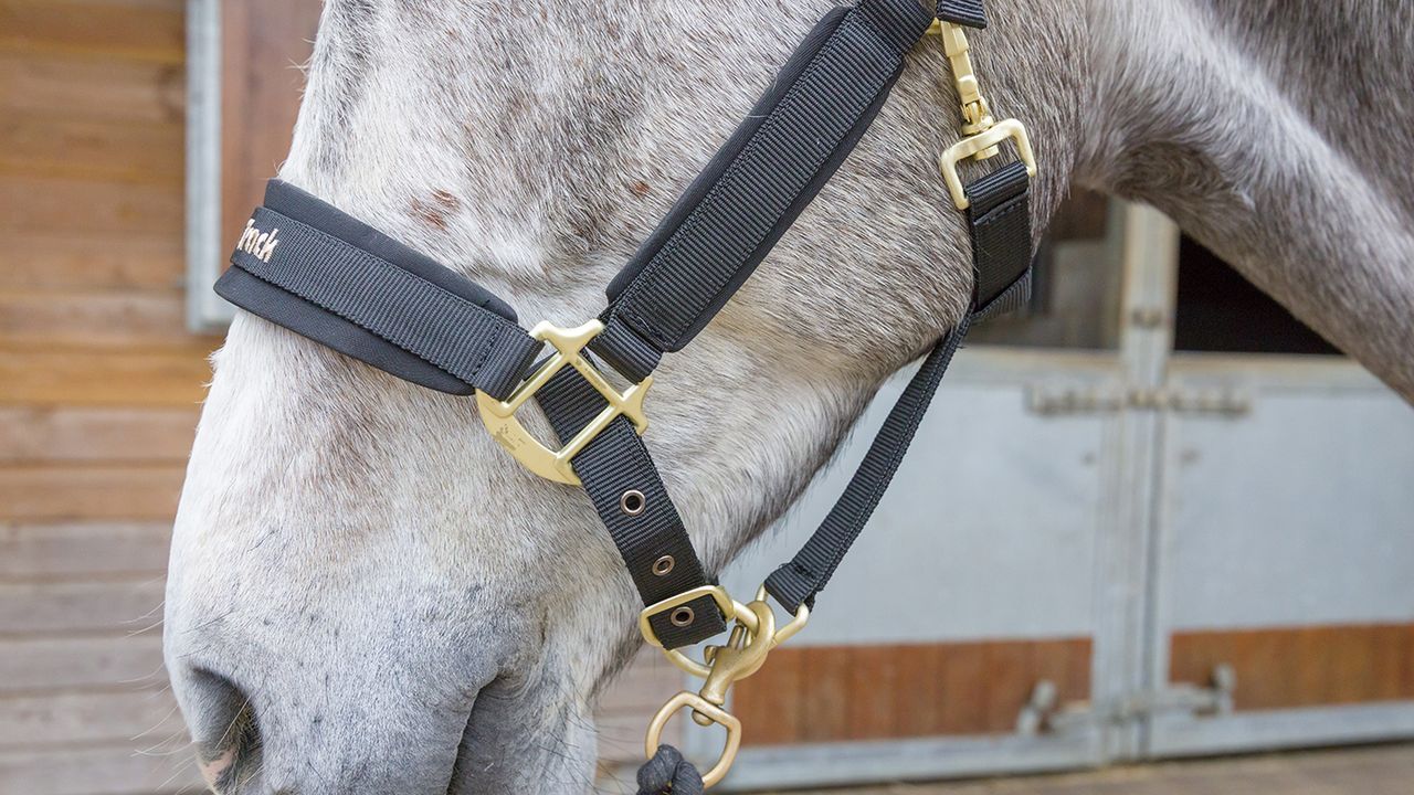 Back on Track Werano halter