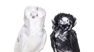 Black and white Jacobin pigeons in portrait against white background