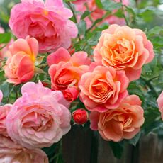 Peach and apricot pink climbing rose, rosa Peach Melba, in flower.