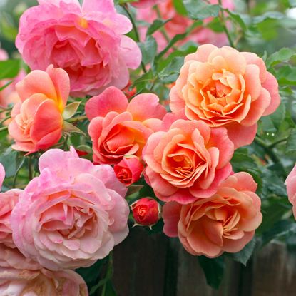 Peach and apricot pink climbing rose, rosa Peach Melba, in flower.
