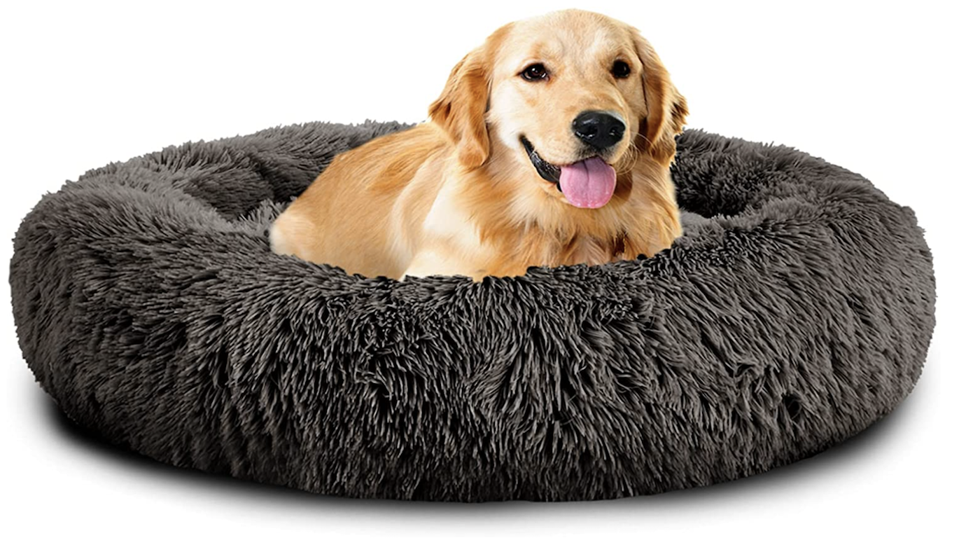 Golden retriever in doughnut dog bed