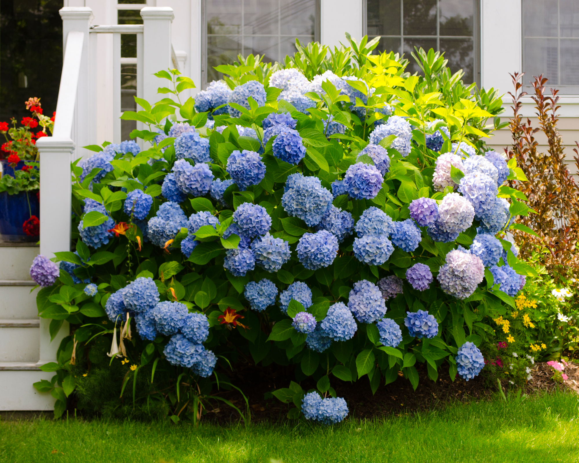 Blue mophead hydrangea next to front porch