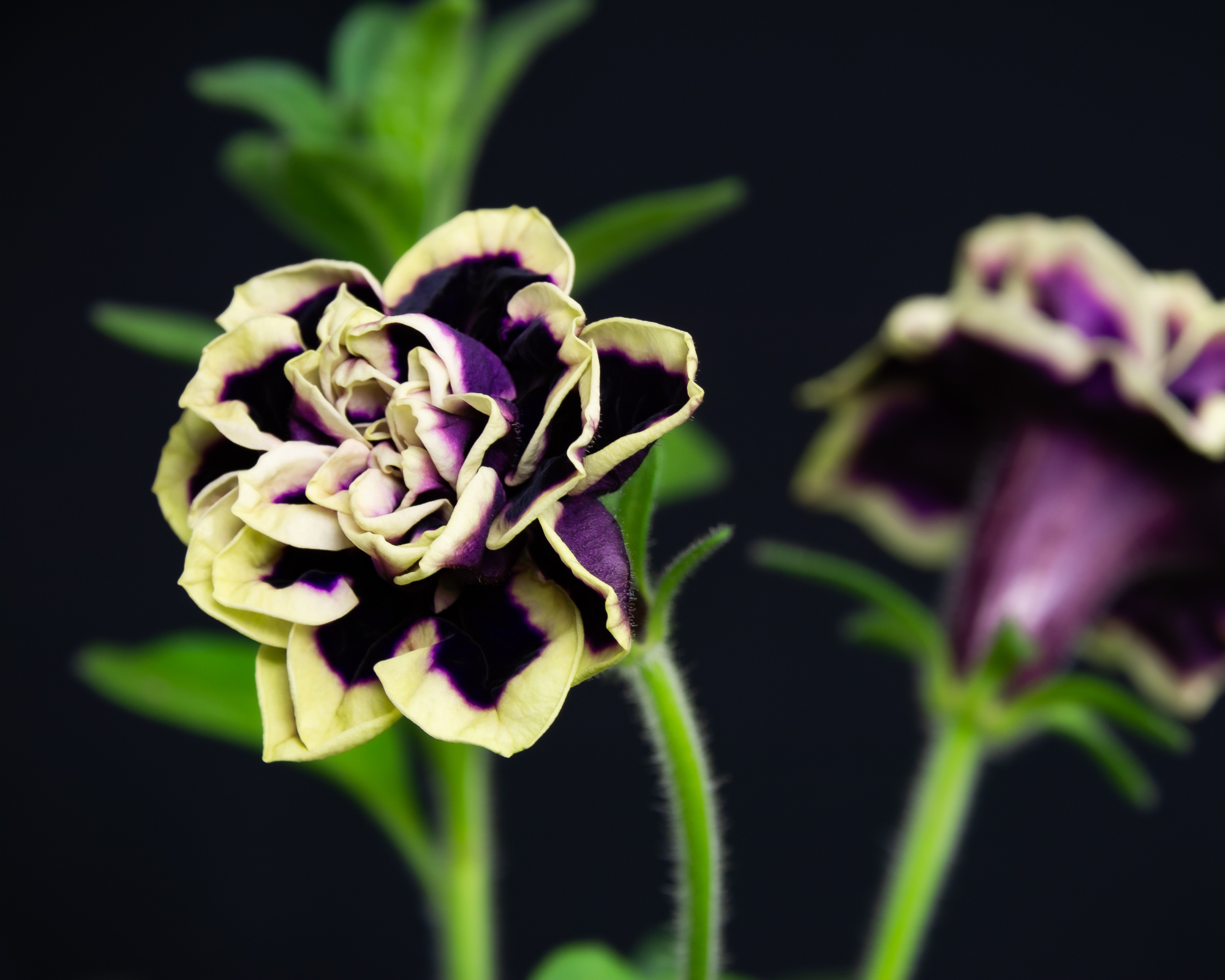 Petunia Midnight Gold with opulent purple petals with golden tips