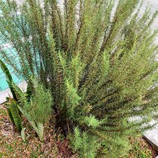 twiggy rosemary in raised garden bed