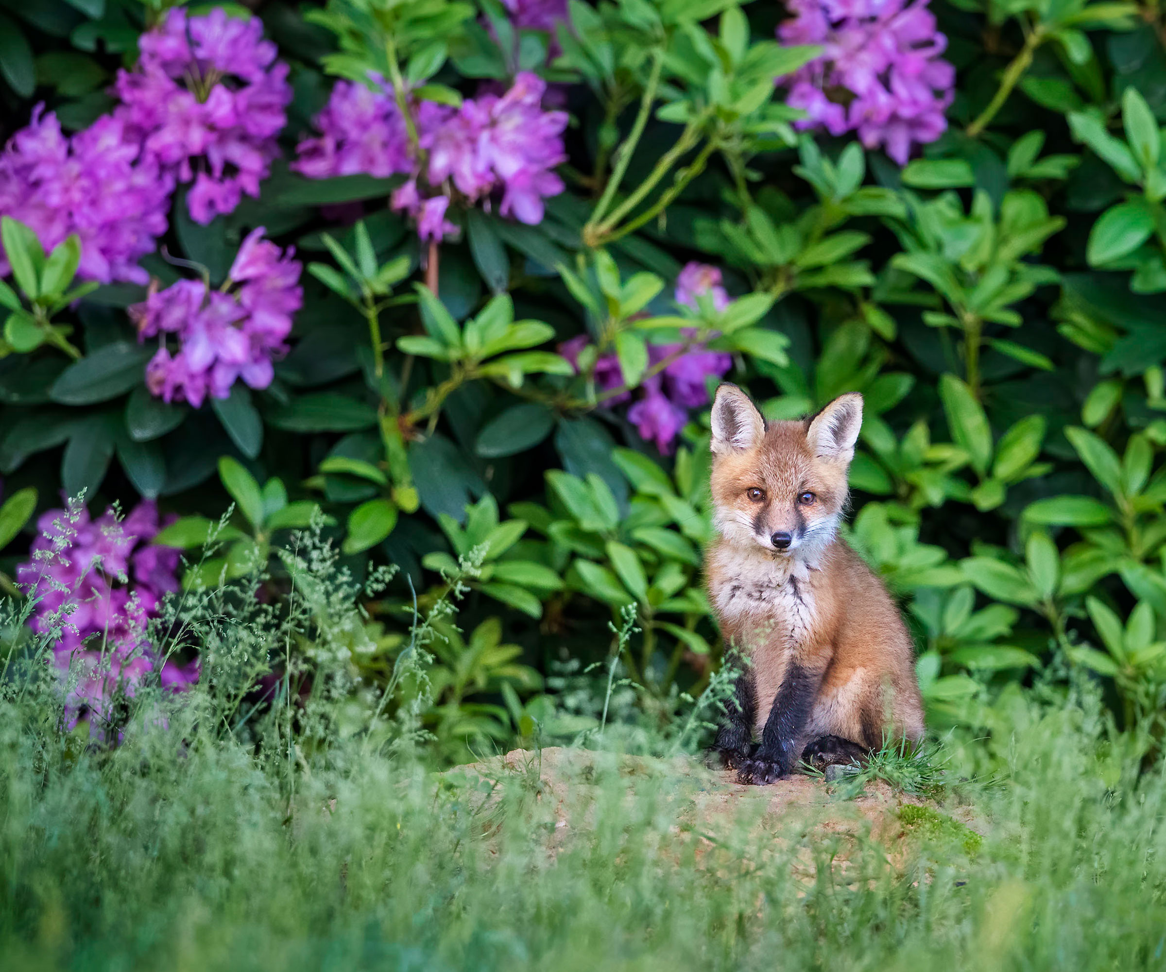 small fox cub by rhododendron bush in garden