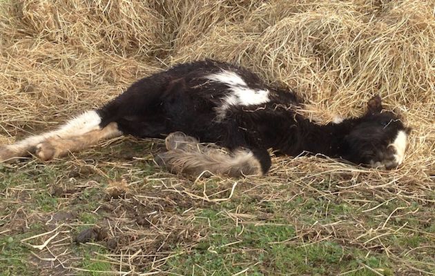 Rescue foal