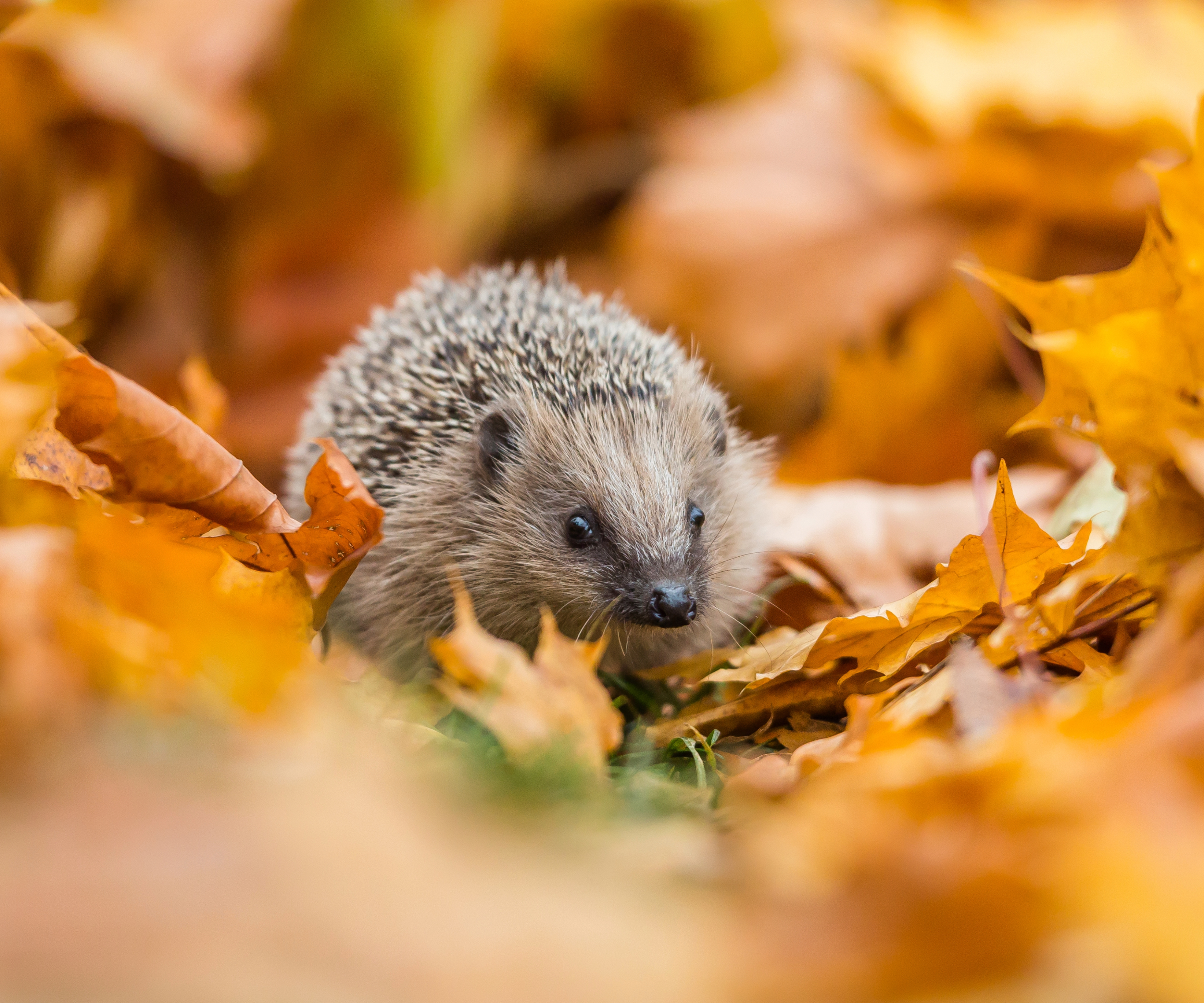 Hedgehog walking through leaves