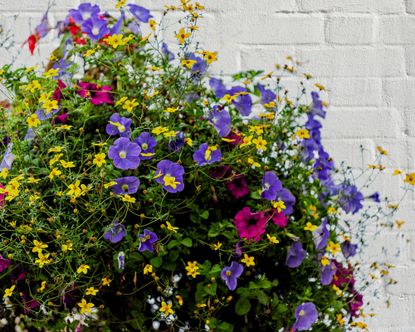 Summer container planting ideas: 11 seasonal looks | Homes & Gardens