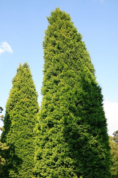Large Leyland Cypress Trees