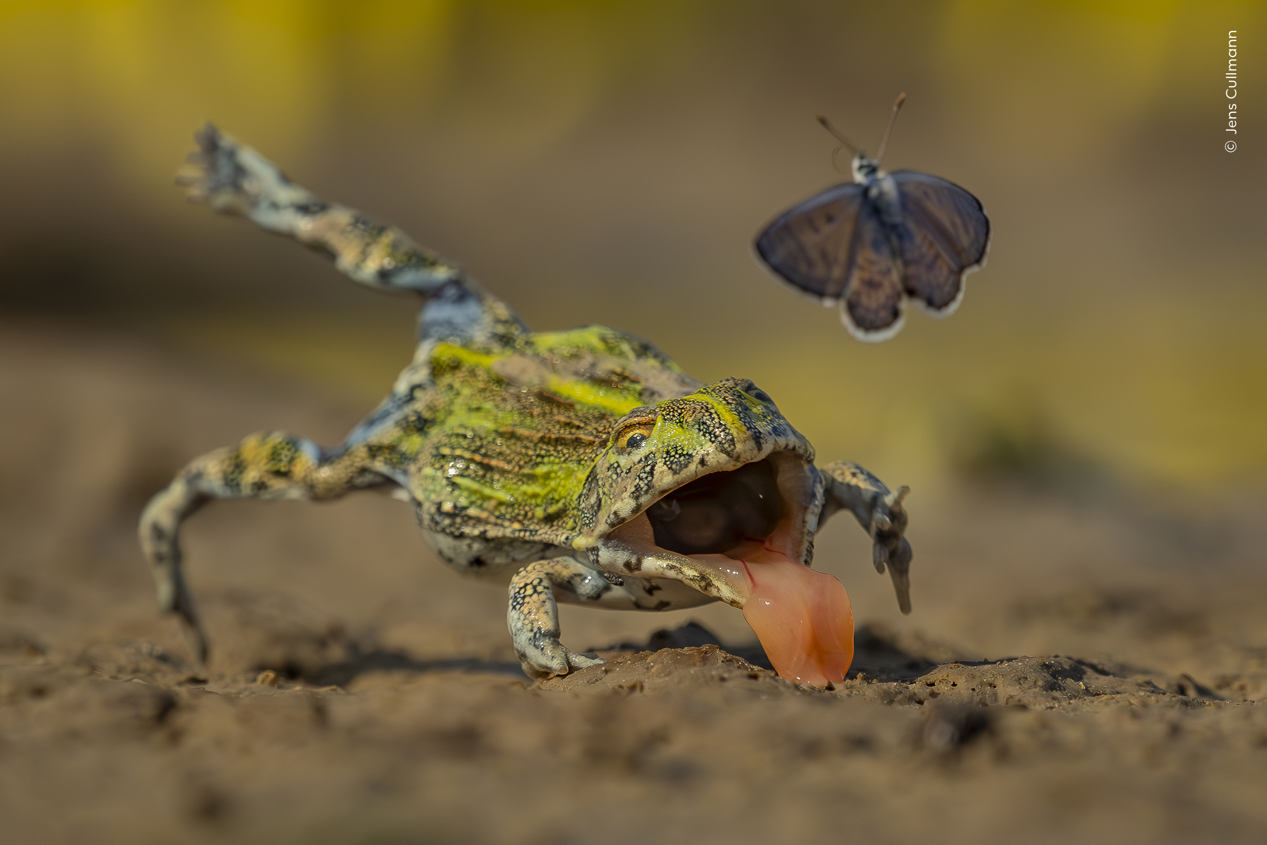 A wide-mouthed frog with outstretched tongue lunges toward a nearby flying butterfly over a muddy surface