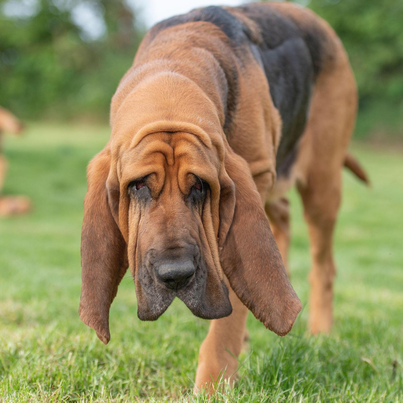 Bloodhound