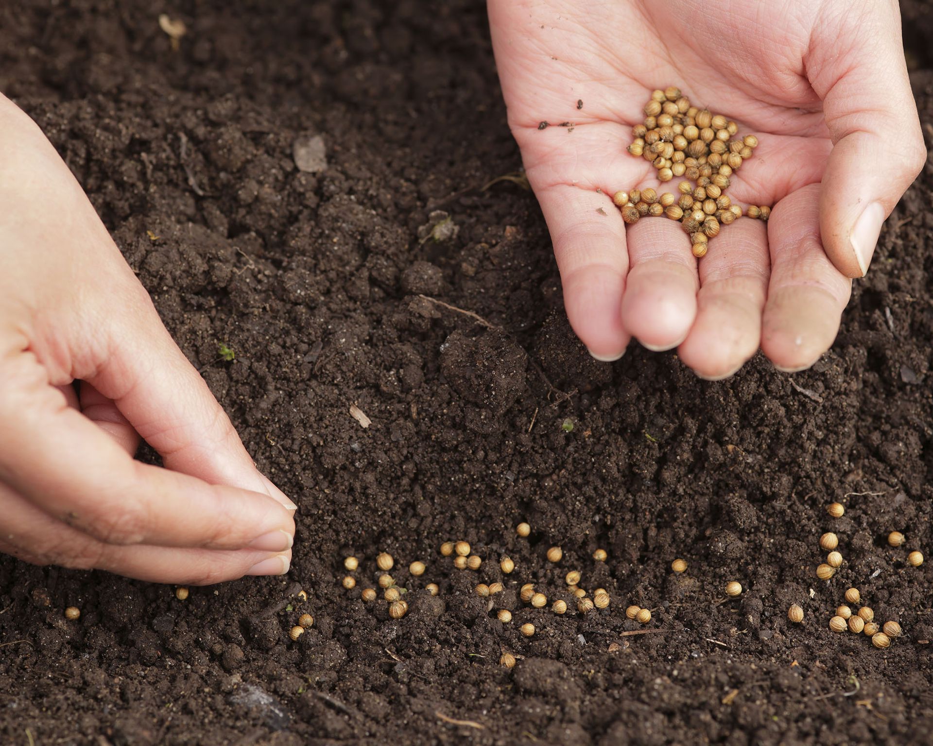 Planting coriander seeds in prepared garden soil
