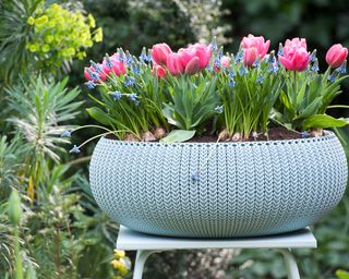 pink tulips and blue muscari in pot