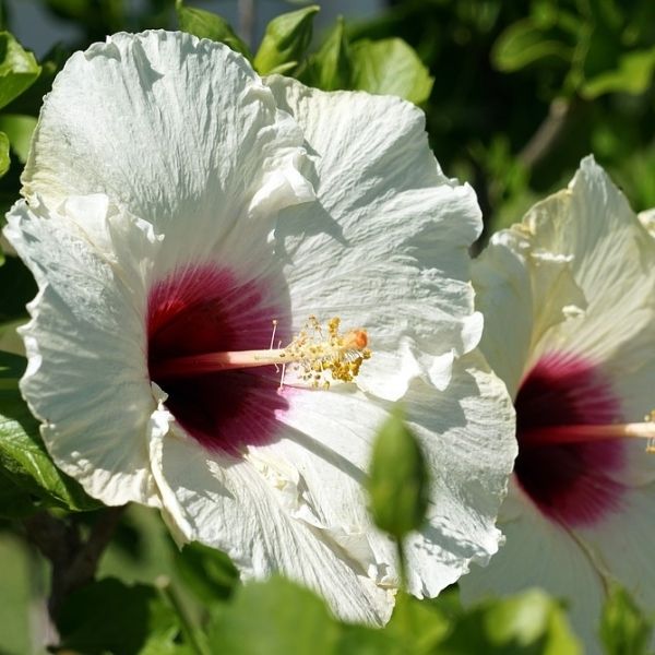 Luna&amp;trade; White Hardy Hibiscus - Quart Container