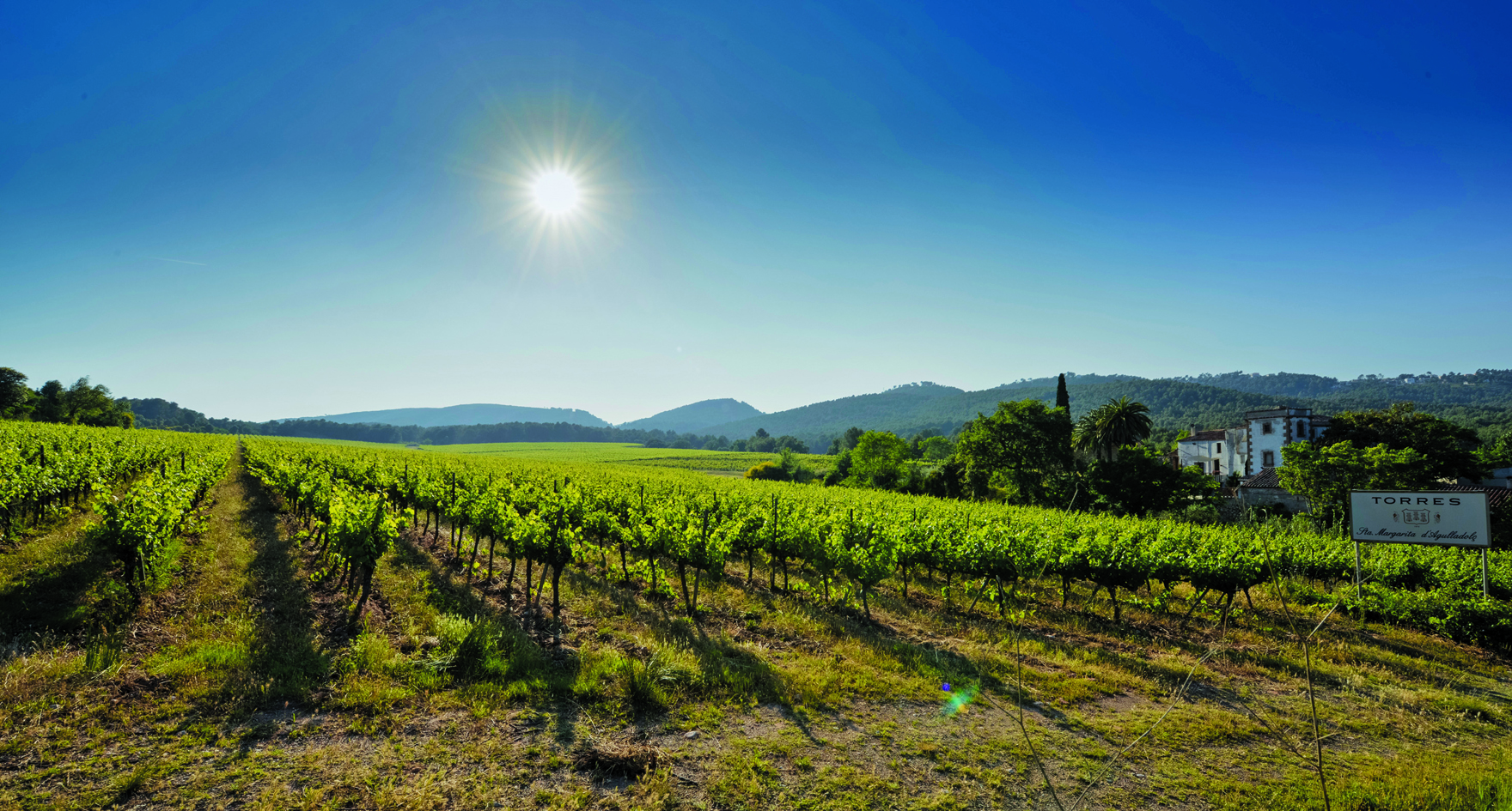 300ppp_JPG_AGULLADOLC%20FLORACION_7