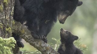 Black bear and cub in tree