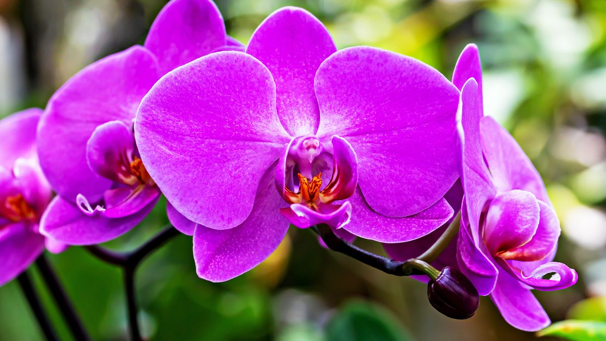 What Orchids Need in July to Trigger Blooms – and the Heatwave Mistake That Quietly Stops Flowering