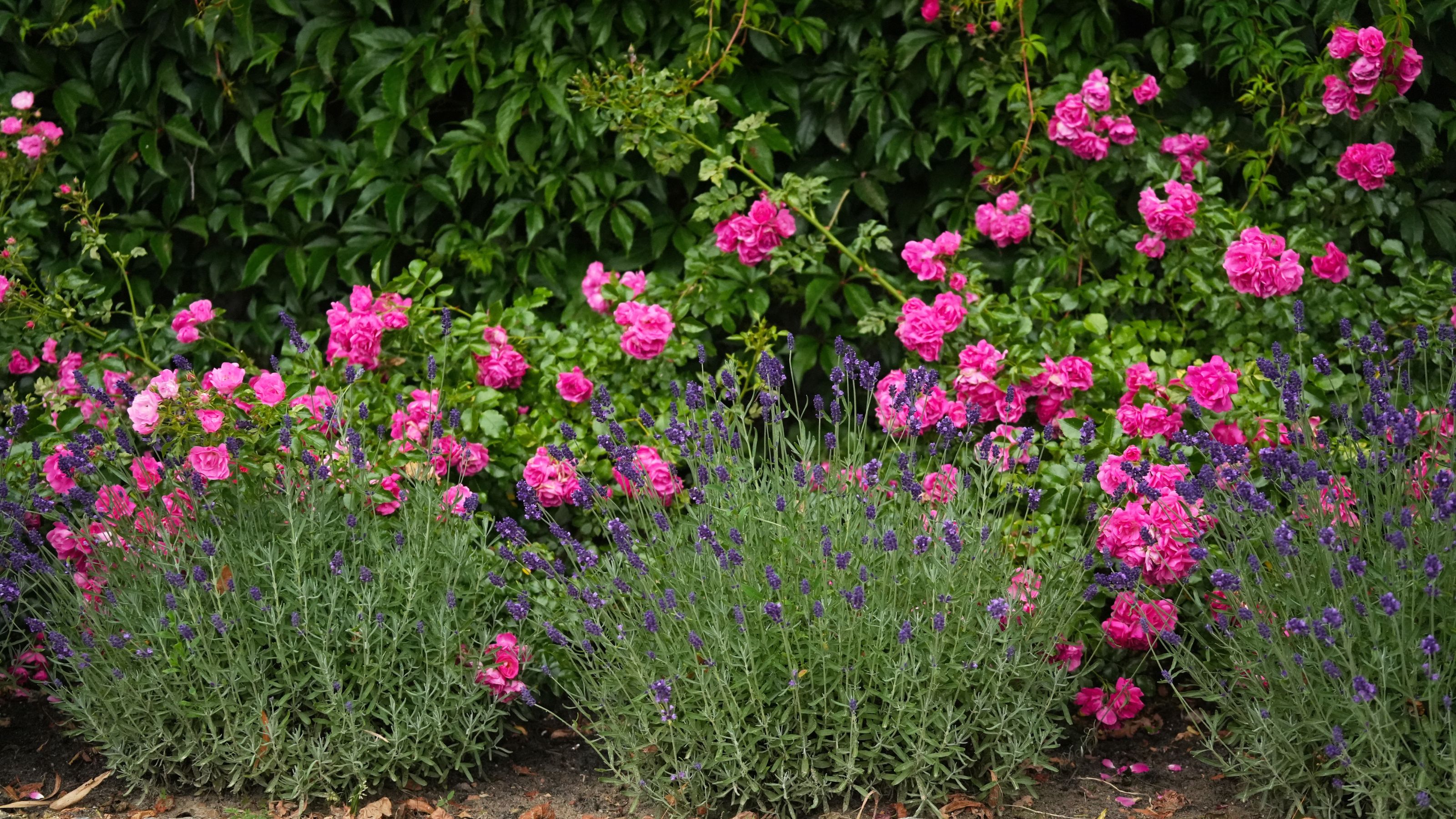 Pink roses growing behind lavender plants