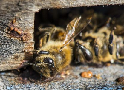 Mafia parasite makes bees dig their own graves
