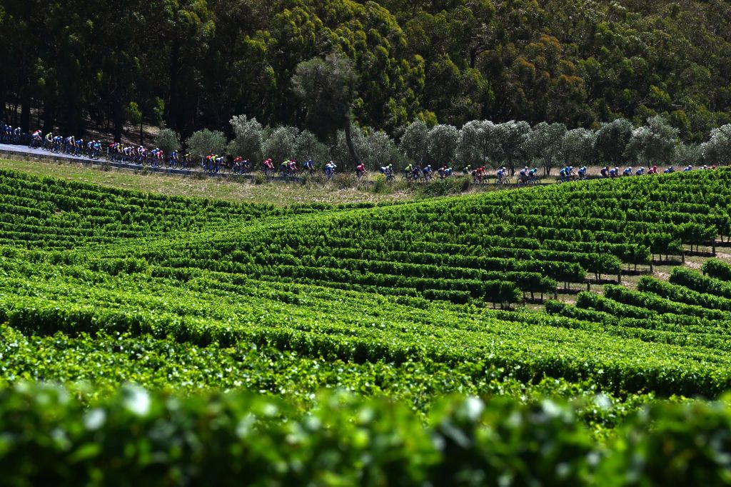 Peloton racing through the Adelaide Hills wine region
